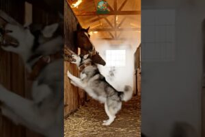 Brave Dog Leads Man to Save Horses from Burning Stable | Animal Rescue Story