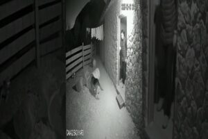 Brave Dog vs Leopard — Real CCTV Camera Shows Dog Saving Family from Attack!