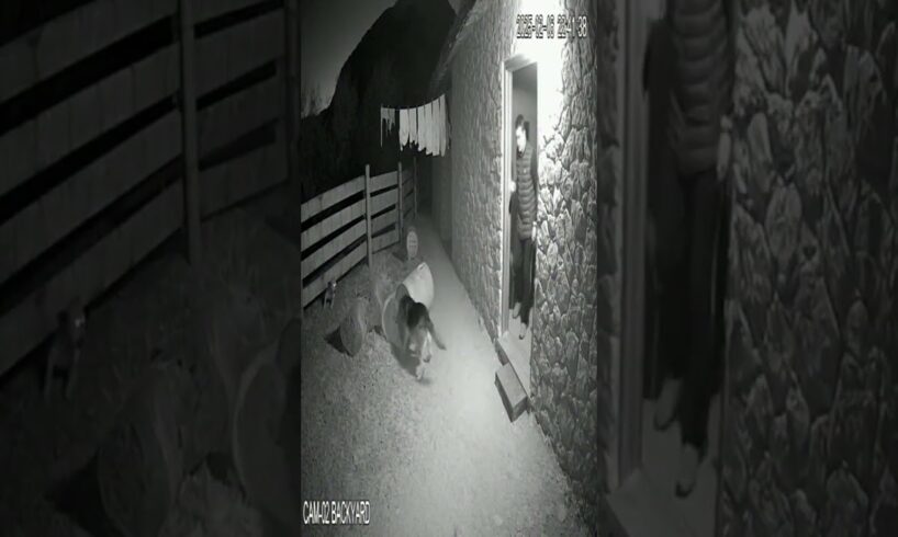 Brave Dog vs Leopard — Real CCTV Camera Shows Dog Saving Family from Attack!