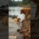 🐕Brave Fisherman Saves Puppy from Giant Crocodile | Heart-Stopping Real Rescue🎀#dog #dogrescue