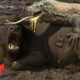 Brave Heroes Save Lonely Buffalo From Ferocious Giant Monitor Lizard Attack🦎