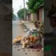 Brave Monkey Rescues Injured Dog – Heartwarming Animal Friendship ❤️🐒🐶
