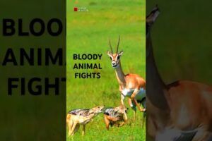 Brutal Animal Fights in the Animal Kingdom | Science of Nature #Shorts