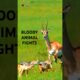 Brutal Animal Fights in the Animal Kingdom | Science of Nature #Shorts