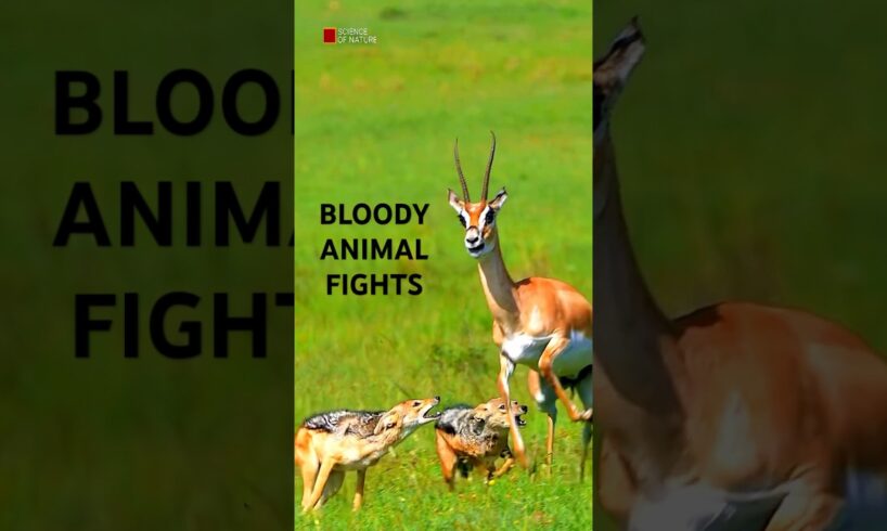 Brutal Animal Fights in the Animal Kingdom | Science of Nature #Shorts