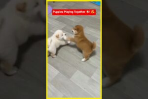 CUTEST PUPPIES EVER 😍 Adorable Puppies Playing Together 🐶 #puppylove #puppies #trendingshorts