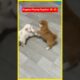 CUTEST PUPPIES EVER 😍 Adorable Puppies Playing Together 🐶 #puppylove #puppies #trendingshorts