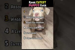 CUTEST PUPPIES EVER 😍 #funny #cutepuppy #cutepuppies #shortsviral