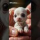 Cachorrinho mais fofo do mundo #cachorrinho #shortsvideos