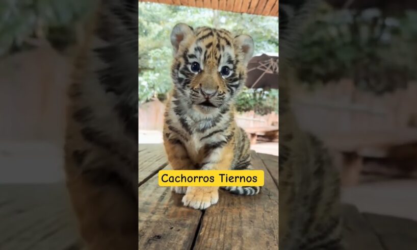 Cachorros tiernos #cachorrosdivertidos #dog #viral #usa #viralvideo #natural