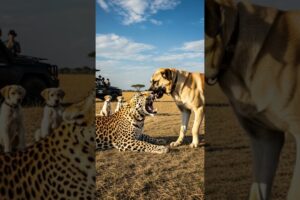 Can the leopard fight back against the dog’s fierce attack #wildlife #nature #animalbattle