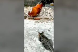 Cat Attacking Rooster - Cat Fight Compilation 🐾