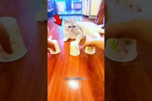 Cat food challenge 😺 #shorts