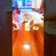 Cat food challenge 😺 #shorts