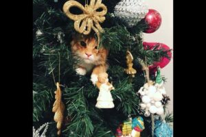 Cats vs Christmas Trees! (A Compilation)