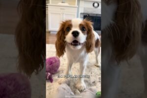 Cavalier King Charles Spaniel 🐶 The Best Family Pet?