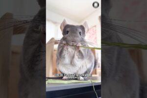 Chinchilla 🐹 The Fluffiest Pet!