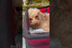 Couple Finds Someone Furry in Trash Can  | The Dodo