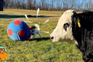 Cow And Dog Play Soccer Together But No One Imagined They’d Get Along | Cuddle Buddies
