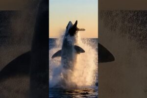 Craziest Animal Fights Of ALL TIME… #wildlife #animals #amazon #naturedocumentary