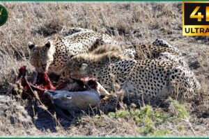 Craziest Cheetah Attacks Ever Caught On Camera | Animal Fights #35