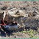 Craziest Cheetah Attacks Ever Caught On Camera | Animal Fights #35