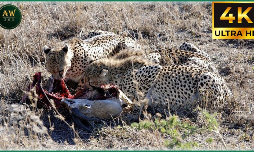 Craziest Cheetah Attacks Ever Caught On Camera | Animal Fights #35