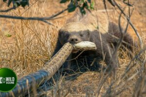 Craziest Honey Badger Fights Ever Caught On Camera | Animal Fights