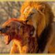 Craziest Lion Attacks Ever Caught On Camera | Animal Fights #4