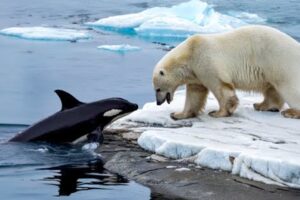 Craziest Polar Bear Attacks Ever Caught On Camera | Animal Fights #8