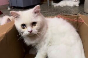 Cute Adorable Cats Playing Games Together with Box ! Best Animals video ! Cute Cats video