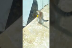 Cute Baby Animals Playing With Toys  | Adorable Animal Shorts