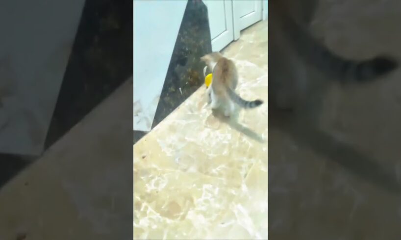 Cute Baby Animals Playing With Toys  | Adorable Animal Shorts