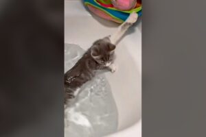 Cute Cat Falling Into Water - Funny Cat Videos 🐾