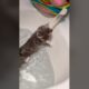 Cute Cat Falling Into Water - Funny Cat Videos 🐾