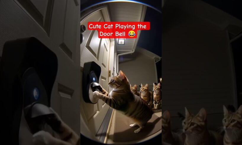 Cute Cat Playing The Door Bell 😂🤣 #cat #animals #cutecat #shortsfeed