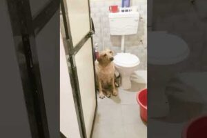 Cute Dog Playing With Hose _ Funny Dog Video🐾 #music #song  #entertainment #shorts #youtubeshorts 🧿🐕