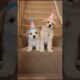 Cute Pet Puppies Adorable Video #puppy #cute #dog #viral #shorts