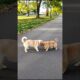 Cute Puppies Adorable Video Beside Park #puppy #cute #dog #funny #viral #shorts