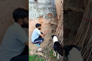 Cute Puppies 🫣 | Daily Routine Vlog #shorts #reels #viral #vlog #dailyvlog #motivation #mylife