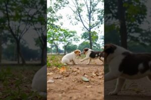 Cute Puppies Fighting & Playing Video #puppy #cute #dog #pets #funny #viral #shorts