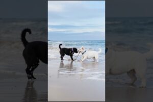 Cute Puppies Funny Playing Video #puppy #cute #dog #pets #funny #viral #shorts