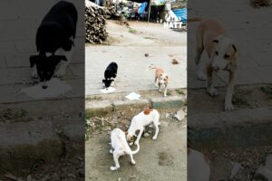 🐶💖 Cute Puppies Jumping with Joy After Seeing Us! #animalcare #streetdog #cute #puppy #cute 🐕🐕🐕