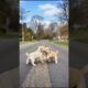 Cute Puppies Making Fun On The Road #puppy #dog #funny #viral #shorts