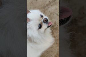 Cute Puppies Melt Your Heart❤️ White Puppy🌾Aaj Khet Mein Dhaan Cutting! #shorts #minivlog