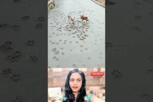 Cute Puppies Playing 🐶 | En Puppies Ki Masti Dekho 😍| Adorable Puppy Designs 2025#puppy #dog #shorts