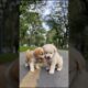 Cute Puppies Playing Funny Video #puppy #cute #cutedog #dog #shorts