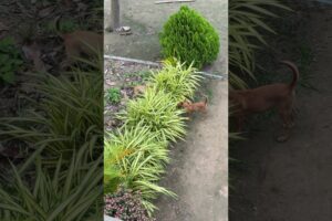 Cute Puppies Playing Hide and Seek in the Garden 🌿#shorts #animals #dog #shortvideo #cuteanimal