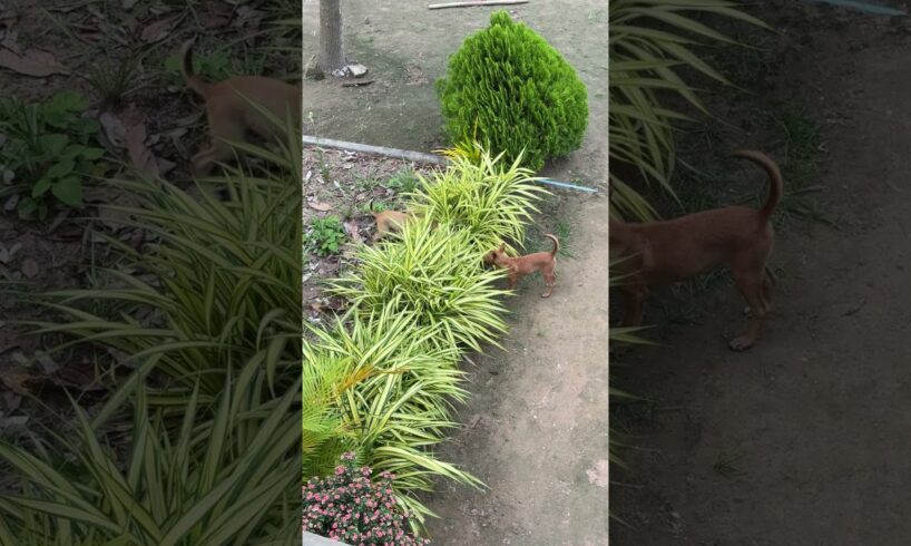 Cute Puppies Playing Hide and Seek in the Garden 🌿#shorts #animals #dog #shortvideo #cuteanimal