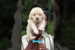 Cute Puppies | Shihtzu | Quality 💯 | 7561020710 #millionviews #pets